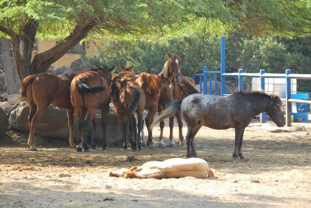 Vered Hagalil Holiday Village Hotel Chorazim Εξωτερικό φωτογραφία