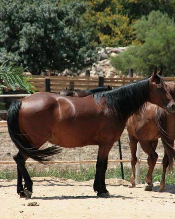 Vered Hagalil Holiday Village Hotel Chorazim Εξωτερικό φωτογραφία